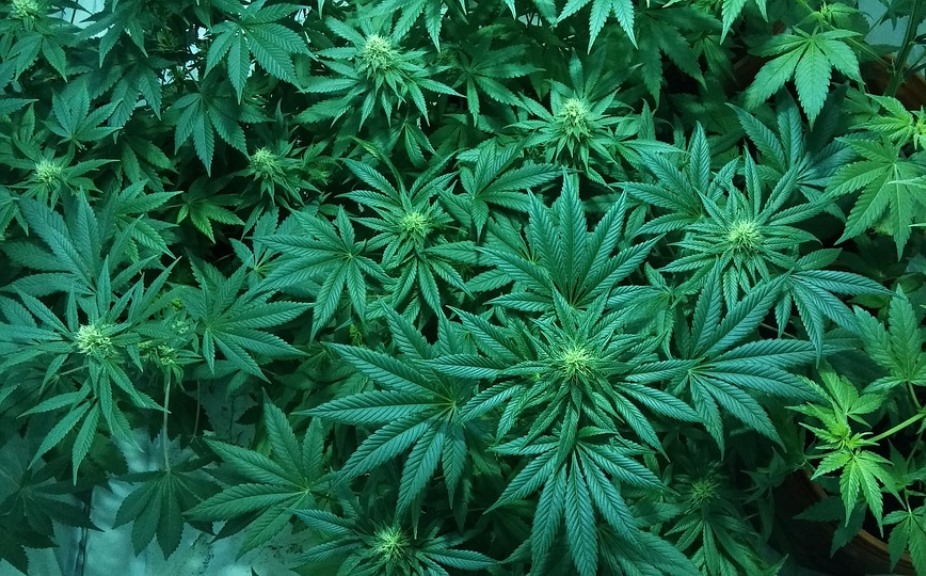 Healthy green leaves