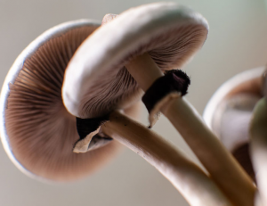 shrooms