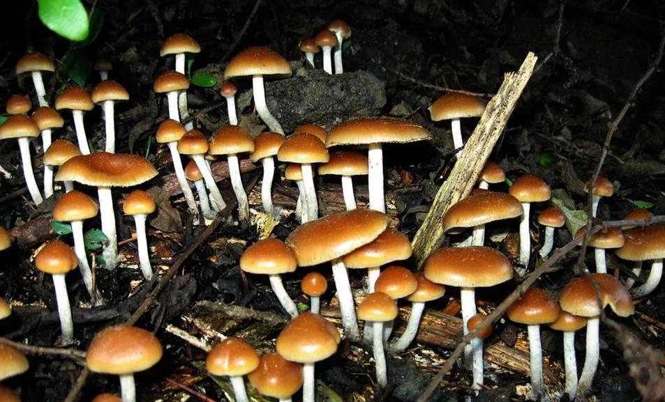 mushroom mushrooms